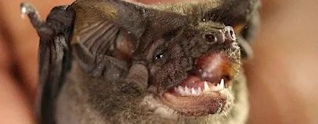 Halloween Nature Night Hike w/ Joey Curti, Bat Biologist!