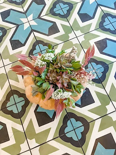 Pours & Pumpkin Succulents