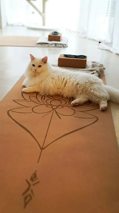 Cat Yoga