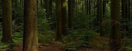 Singles Hike for Muslims seeking marriage - EPPING FOREST