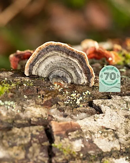 Wild Walk - Fungi Foray at Charnwood Lodge