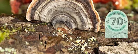 Wild Walk - Fungi Foray at Charnwood Lodge