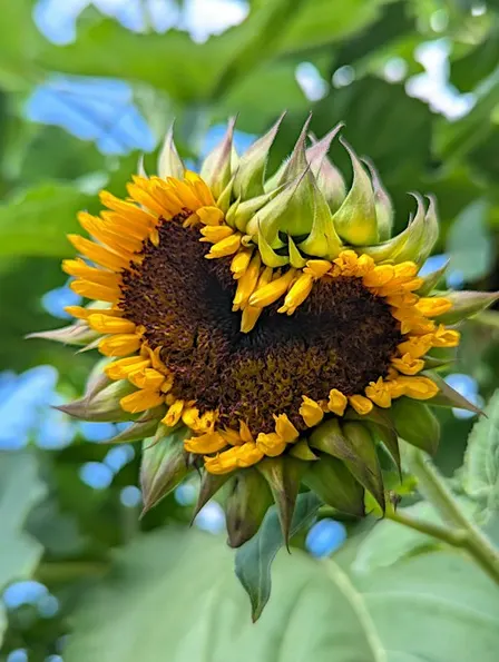Gather Abundance Acupuncture + Sound Healing