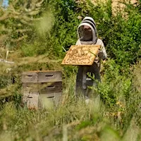 Honey Harvest at The Gardens