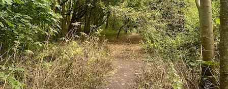 Tree Identification for Beginners