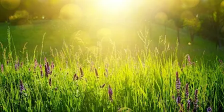 Nature Meditation w/ Suzy Conroy