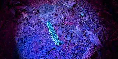 Night Sensory Hike