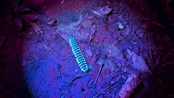 Night Sensory Hike