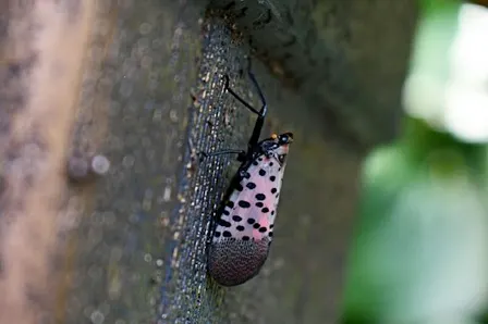 Spotted Lanternfly Comes to Worcester