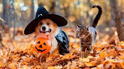 Our Cause 4 Paws Rescue Halloween Pet Costume Contest