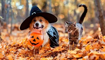 Our Cause 4 Paws Rescue Halloween Pet Costume Contest