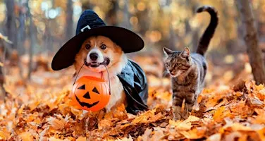 Our Cause 4 Paws Rescue Halloween Pet Costume Contest