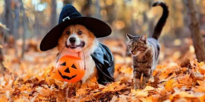 Our Cause 4 Paws Rescue Halloween Pet Costume Contest