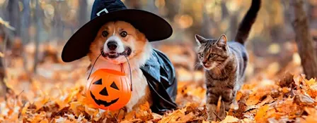 Our Cause 4 Paws Rescue Halloween Pet Costume Contest