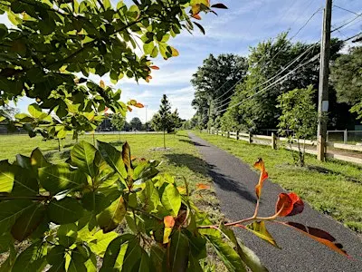 Healthy Soil, Healthy Trees