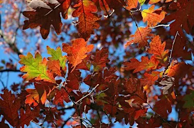 Great Oaks
