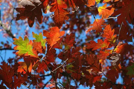 Great Oaks