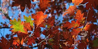 Great Oaks