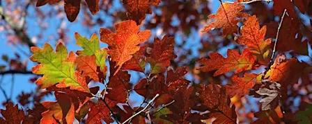 Great Oaks
