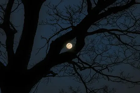 Full Moon Hike