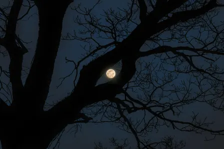 Full Moon Hike