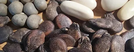 Seed Saving