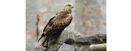 Autumn Bird Walk | The Lower Derwent Valley