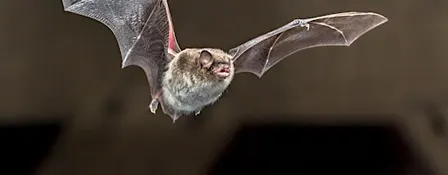 Bat Walk at Foxton Locks