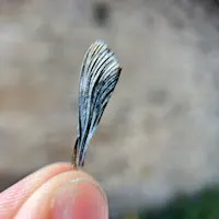 Microcosmos