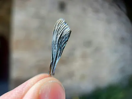 Microcosmos