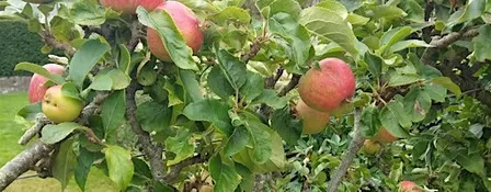 Apple Picking Workshop