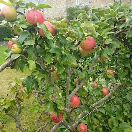 Apple Picking Workshop