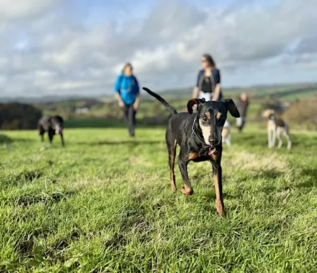 Waggy Walk at Ridgetop Park - Exeter Walking Festival