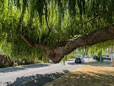 The trees of The Streamwalk, Faversham, 2 pm, Saturday the 19th September