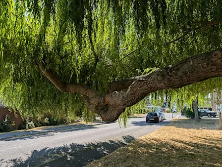 The trees of The Streamwalk, Faversham, 2 pm, Saturday the 19th September