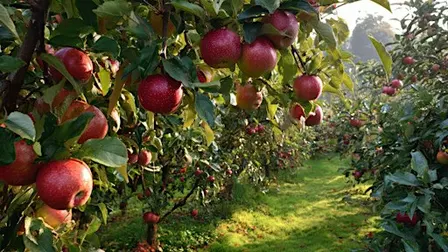 Orchard to Table