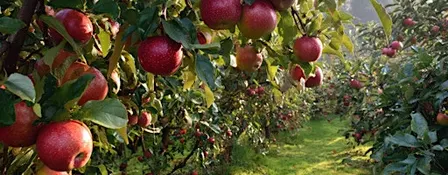 Orchard to Table