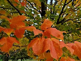 Autumn Splendor Forest Bathing