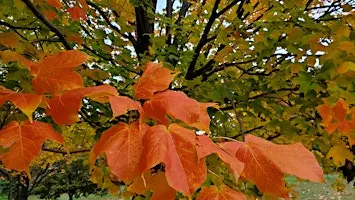Autumn Splendor Forest Bathing