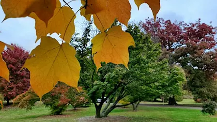 Autumn Equinox Forest Bathing