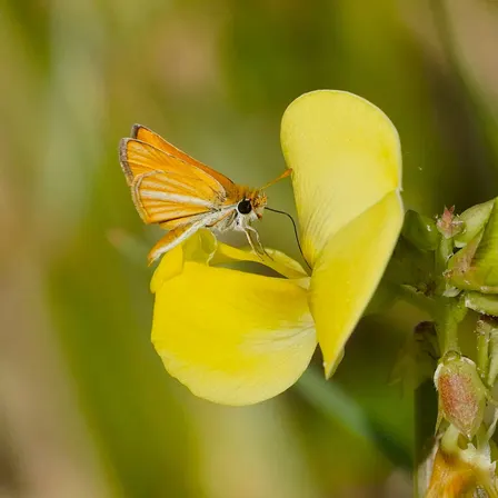 Spring Butterfly Count