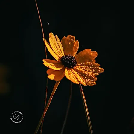 Fall Blooms at Sunset