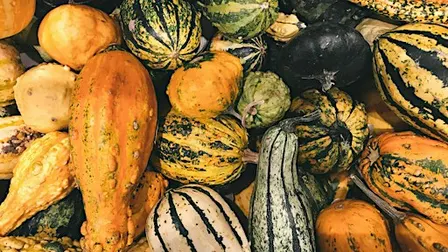 Everything Squash