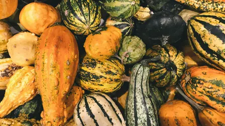Everything Squash