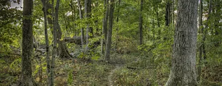 Celebration of Martin-Beland-Miller Memorial Woods- Lenawee County, MI