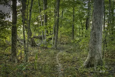 Celebration of Martin-Beland-Miller Memorial Woods- Lenawee County, MI