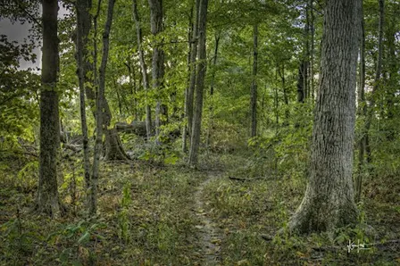 Celebration of Martin-Beland-Miller Memorial Woods- Lenawee County, MI