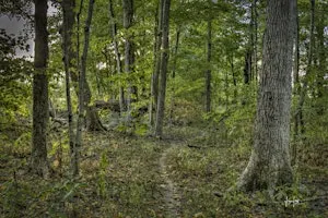 Celebration of Martin-Beland-Miller Memorial Woods- Lenawee County, MI