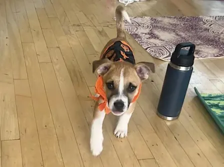 Rescue Puppy Pilates Halloween with Body Bar Southlake