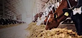Sustainable Agriculture with Kilkenny Chamber
